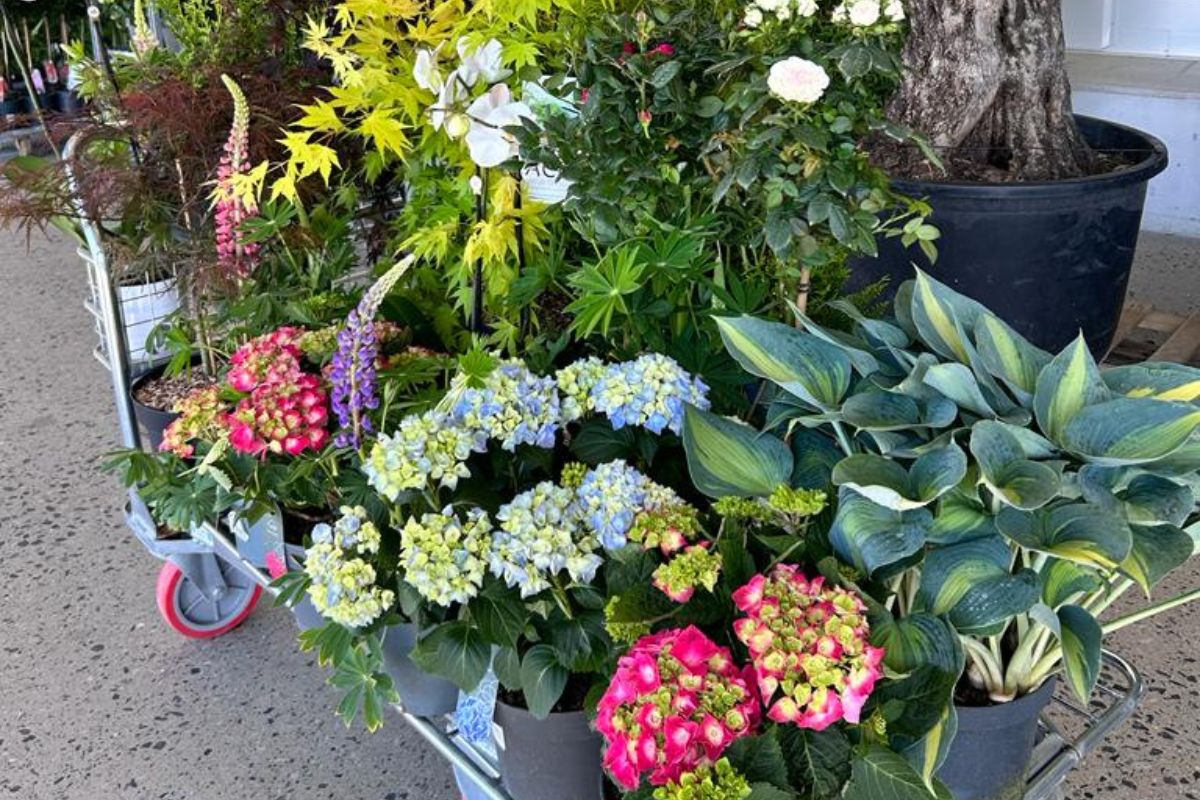 a member at Costco Wholesale and receive a £10 online voucher