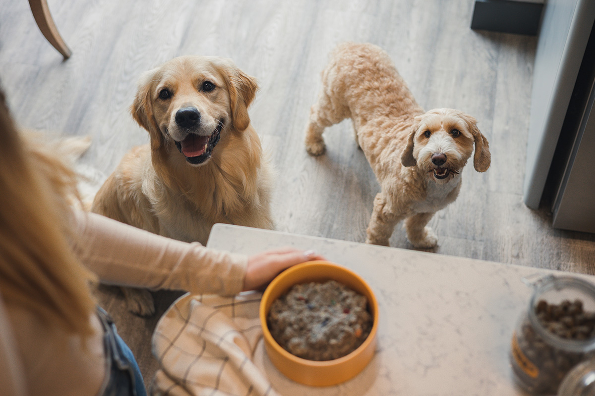 How Much Do Dog Food Tasters Get Paid
